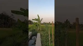 Menikmati Udara Segar di Sawah
