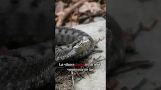VÍBORA ÁSPID: Veneno en los matorrales. Vipera aspis