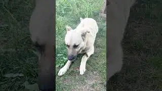 Встретились ДВА АНГЕЛА на Земле 👼🌏👼 Маленький Чепусик и Бакс 🐈🐕