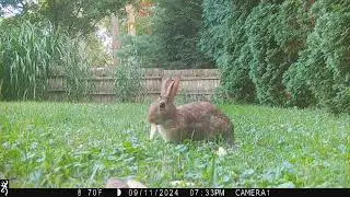 bunny eating apples