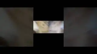 ЧАТ РУЛЕТКА, ПРИКОЛЫ НАД ЛЮДЬМИ #shorts