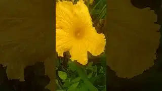 Таких тыкв у меня ещё не было.