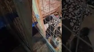 Хорошие пушистики  #собака #dog #dogs