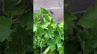 LIZARD #backyardgardening #zone8b #desert