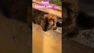 ПЕРЕСАДИЛИ РОЗЫ🌸ВСЁ ВСЕГДА ВМЕСТЕ🌿 