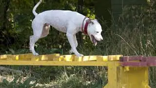 питбуль Дуся собака спасатель pit bull Dusya SAR dog
