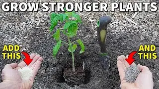 Add This To Your Planting Hole For Strong Plants And Maximum Production!