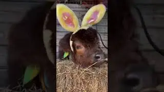 Cutest baby animals Videos Compilation Cute moment of the Animals | Cutest Animals #shorts