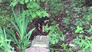 Puppy Safely Released From Have A Heart Live Trap