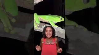 RITUAL DO SAPO KAMBO 