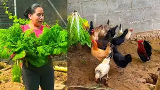 Con estas VERDURAS mis GALLINAS ponen HUEVOS sin parar | Doña Viky | Viky Aventura