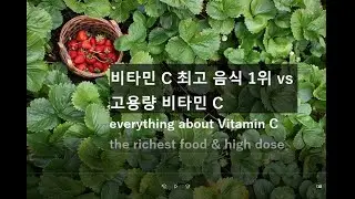 비타민 C 최고 음식 1위 vs 고용량 섭취법 everything about Vitamin C the richest food & high dose