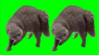 CRAZY CAT SONG  - The Singing Cat Catchy Tune
