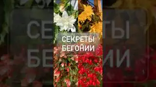Секреты #бегонии #сад #дача #garden #цветы #flowers #gardening #бегония