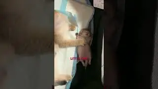 little kitten is having quite the dream ❤️
