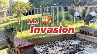 Cardinals and Mockingbirds Battle Squirrel Invasion