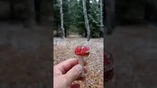 Мухомор