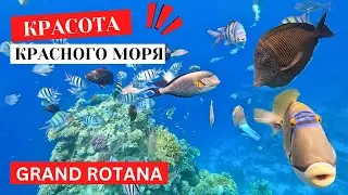 Коралловый риф Grand Rotana ❗️ Шарм 🇪🇬 Египет 2024