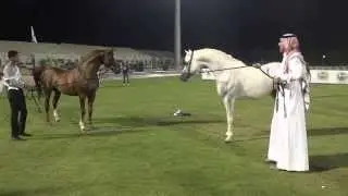 الفحل مهند في بطولة الاحساء الرابعة لجمال الخيل العربي الأصيل للمالك غالب اليامي مربط الاخدود