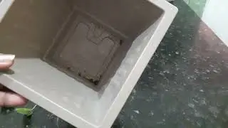 Você tem essa planta aí ótima de cultivo no sol ou na sombra