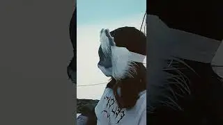 го дуэт♡
