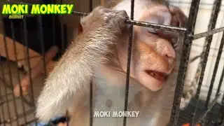 Moki monkey reaction when sleepy and lazy 