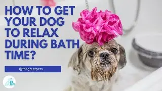 How to keep dog calm during bath