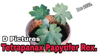 Tetrapanax papyrifer rex