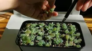 Grow Succulents From Leaves