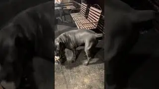 Гулены 🥰