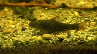 Kangalfisch, Garra rufa