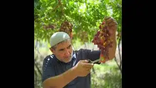 Tez kunda YouTube UMID.uz kanalida F1 uzum Bogʻidan ajoyib video rolikni taqdim etamiz.