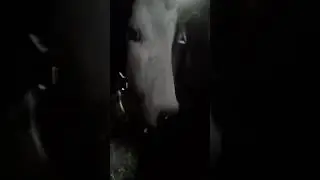 бяша стал тёлочкои 😂