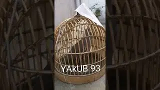 Кавги шикори 2022🤙🤙🤙