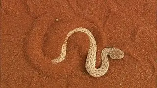Terrifying: The Venomous Sidewinder Snake Slithers at 18 MPH