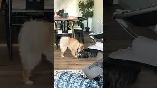 Dog and cat best friends #dog #cat #dogcatvideos #dogcat