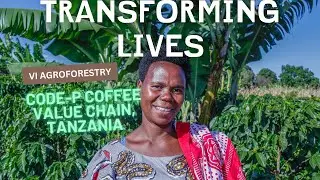 🌱 Discover the Impact of CODE-P! 🌱 Coffee project in Tanzania by Vi Agroforestry