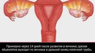 ALURA гель способствует капацитации мужского семени (увеличиваются шансы оплодотворения)!