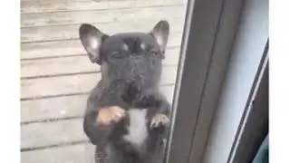 Собака танцует ча ча ча