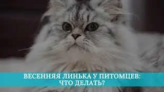Весенняя линька у питомцев: что делать?