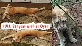 Hari yg Cerah, main bareng OYEN Si Kucing Pintar Lucu