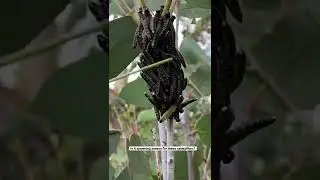 What are these crazy Australian caterpillars / larvae doing !! 🐛🐛