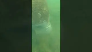 #shorts #manatee #florida #scubadiving #water #gopro #underwater