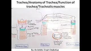 Trachea/Anatomy of Trachea/Function of trachea/Trachealis muscles