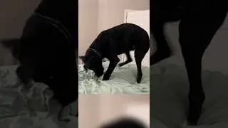 Why Do Dogs Circle Before They Lie Down??