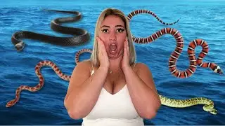 I WENT SWIMMING WITH SNAKES…
