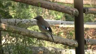 ANIMAL Eurasian Jay