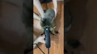 Как подстричь кота в домашних условиях? 