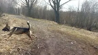Мухтар   весна, пруд  28 03 23