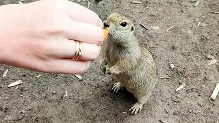 Feeding wild gophers in the mountains. Very tame animals